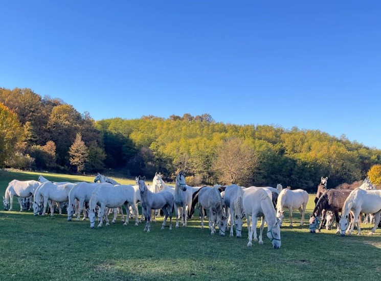Szilvásváradi Lipicai Lovasközpont programok 2026