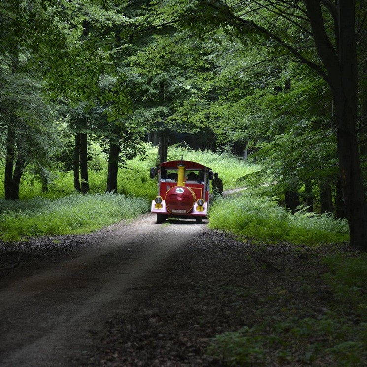 Bakonyi túrák kisvonattal, éljék át velünk az erdő csodáit!