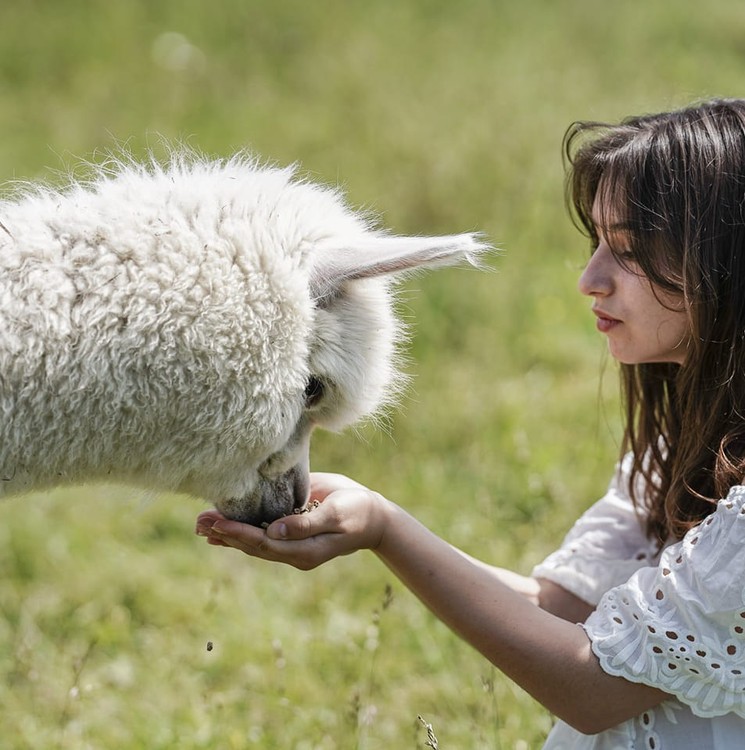 Alpaka farm látogatás Jobaházán, felejthetetlen élményprogram alpaka simogatással, etetéssel és fotózással