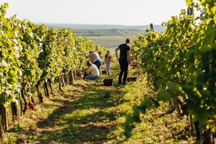 Szüreti piknik Eger 2026 - Látványszüret és borpiknik