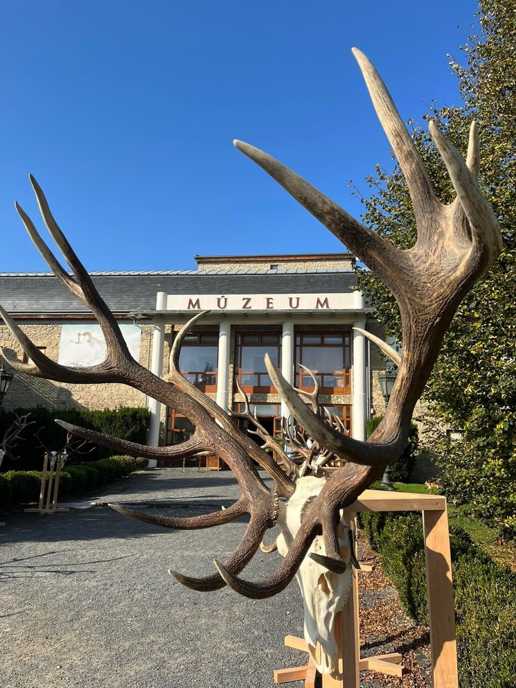 Trófeakiállítás Keszthelyen a Vadászati Múzeumban, tekintse meg öt kontinens több mint 200 vadfajának trófeáját