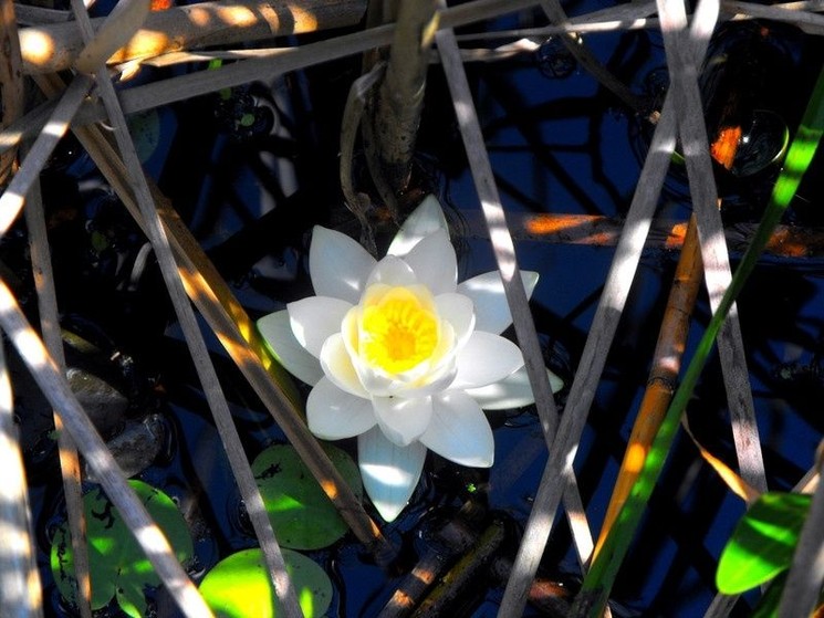 Óhalászi labirintuslátogatás 2026 - Aktív wellness és természetfelfedezés a Tisza-tónál