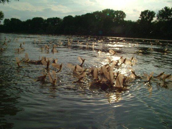 Tiszavirágzás 2026 - Kérésznéző túrák a Tisza-tónál