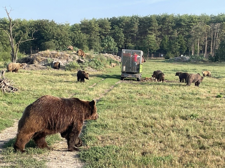 Állatkerti élmények és csoportos programok a Veresegyházi Medveotthon területén