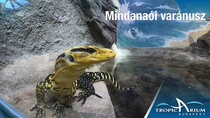 Varánuszok etetése a Tropicariumban szerdánként 2026