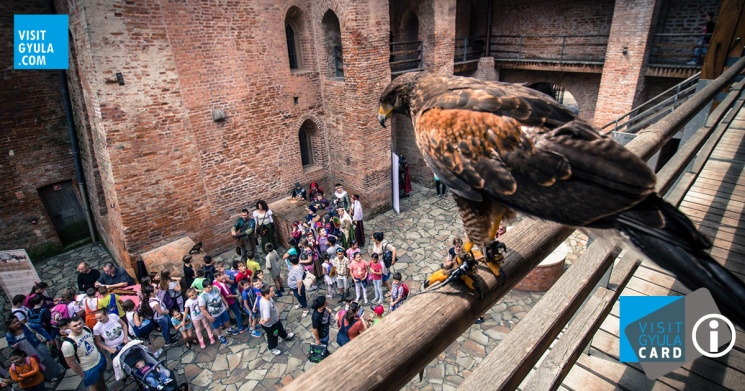 Solymászbemutató a Gyulai Várban minden szombaton