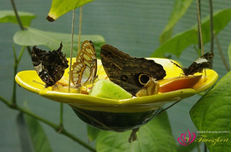 Lepkekert látogatás Szegeden, trópusi lepkecsodákban gyönyörködhetünk a SZTE Füvészkertben