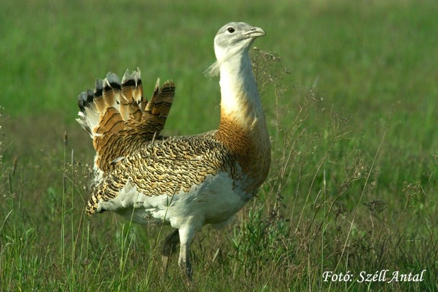 Túzok bemutatása, találkozás és ismerkedés a Körös-Maros Nemzeti Park címerállatával