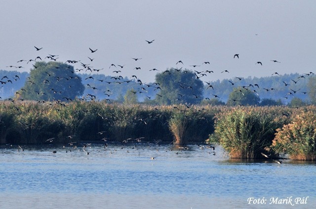 Biharugrai látnivalók, ismerje meg a Kis-Sárrét növény- és állatvilágát!