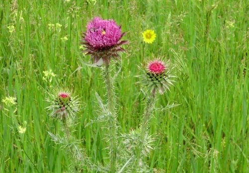 Madarak és fák útja Bugacon, túra a Kiskunsági Nemzeti Parkban