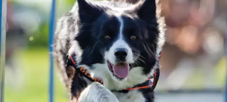 Medivid Agility Kupa és ParAgility Kupa Gyula 2026