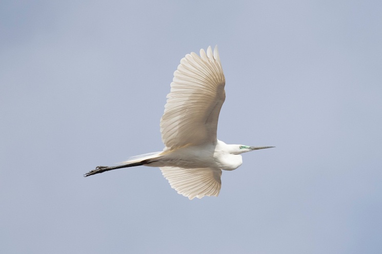 Madárvonulás kiállítás, ismerje meg a vonuló madarak csodálatos világát a Madárvonulás Múzeumban