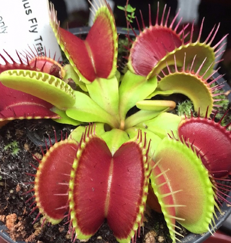 Rovarfogó Növények Napja 2026 - Várjuk a Szegedi Füvészkertben