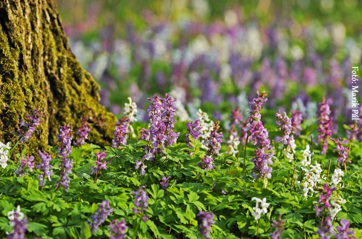 Vezetett túrák a Körös-Maros Nemzeti Parkban 2026