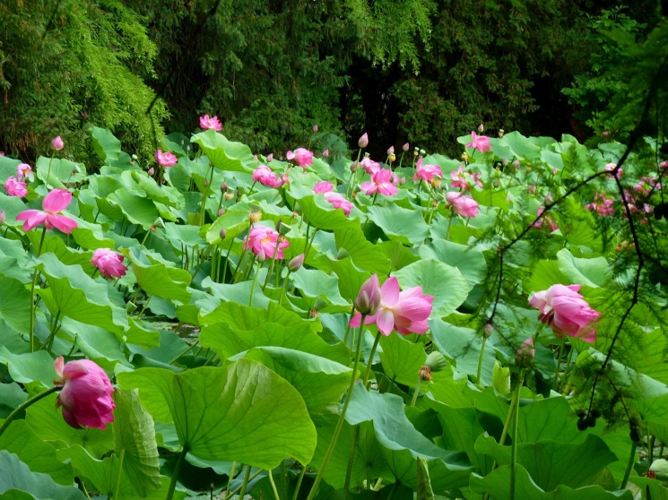 Szegedi Tudományegyetem Füvészkert