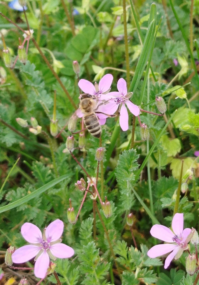 Isodyana Botanikus Kert - Krisna-völgy Somogyvámos