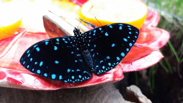 Trópusi lepkekert Szeged