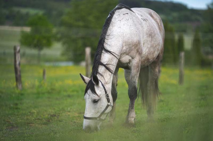 Hétkúti Lovaspark Mór