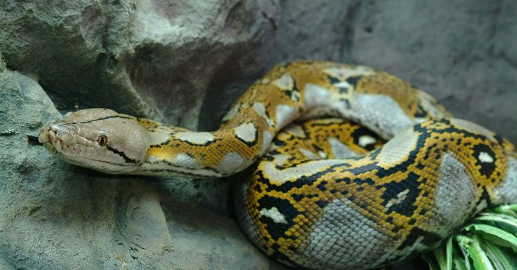 Interaktív előadás Budapest 2026 - interaktív élmény gyerekeknek a Tropicariumban