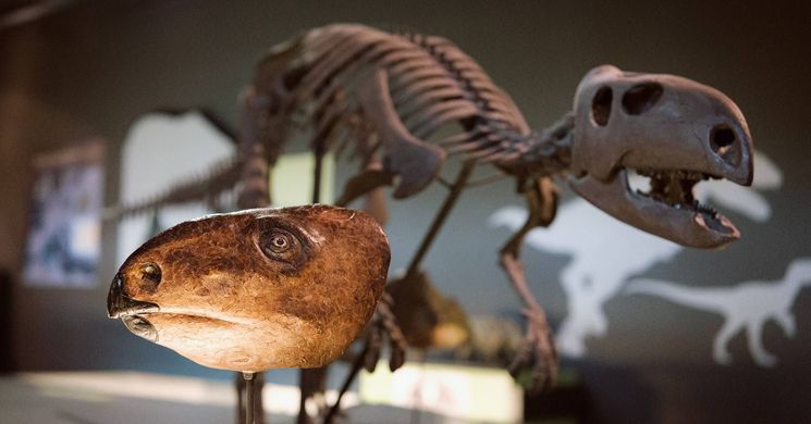 Dinoszaurusz kiállítás Budapest 2026. A dinoszauruszok kora Magyarországon 