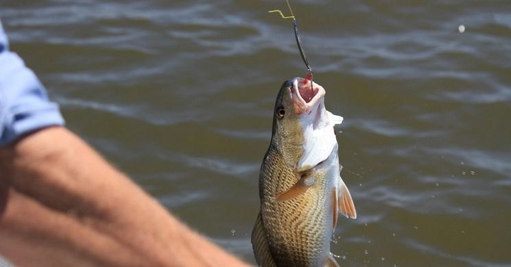 Alsóörsi Halnap  2026