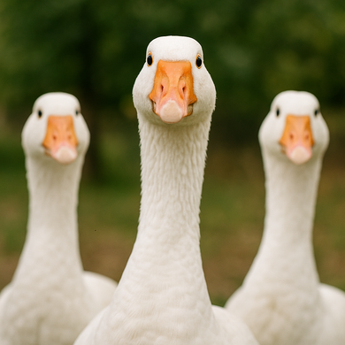 Márton-napi vigasságok Egerszalók 2026