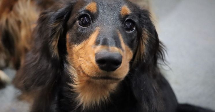 Tacskó találkozó 2026 - Programok, események