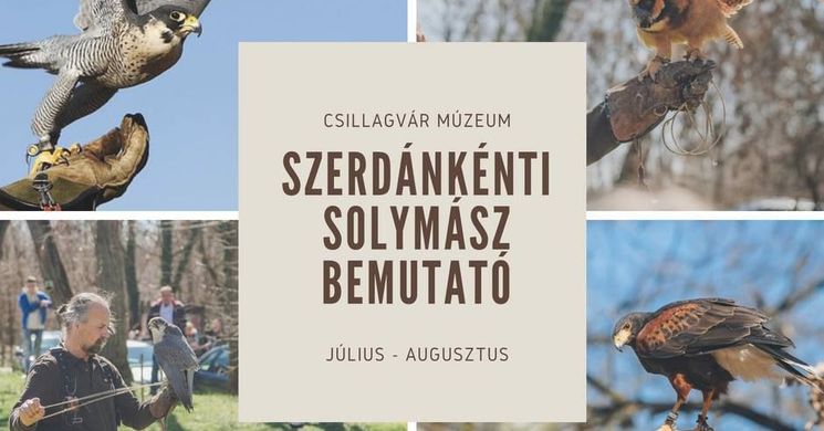 Solymászbemutató Balatonszentgyörgy 2025