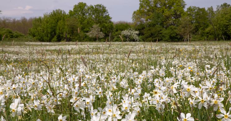 Nárcisznap Babócsa 2026