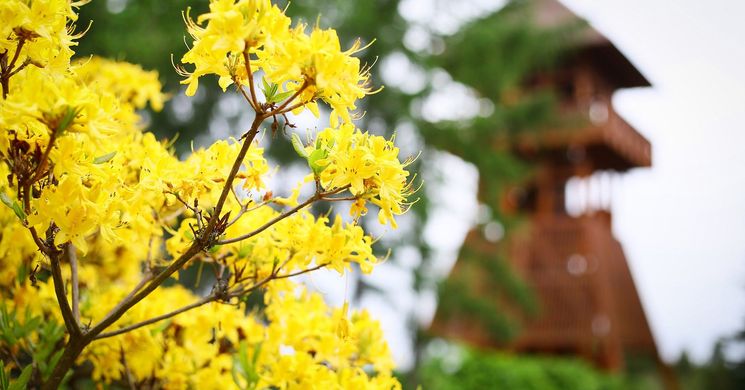 Rododendron virágzás 2026 - A nagyvirágú örökzöld rododendronok csúcsvirágzása a Jeli Arborétumban