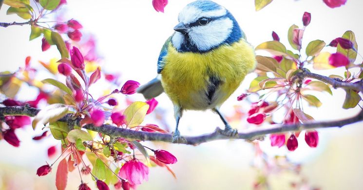 Nyitnikék Fesztivál Kiskunlacháza 2026