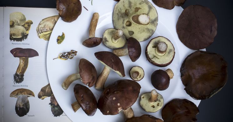 Gombavizsgálat Szombathely 2026