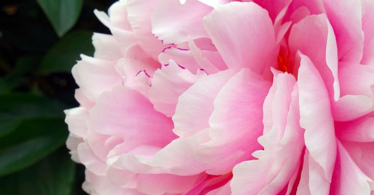 Pünkösd Ráckeve 2026 - Pünkösdölő