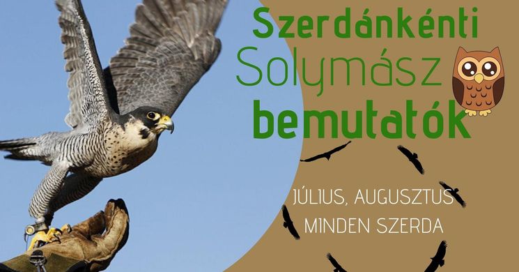Solymászbemutató Balatonszentgyörgy 2026