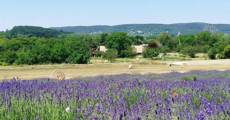 Levendulaszedés 2026 Monoszló - Szedd magad a levendulát a MagyarProcvence Levendulabirtokon!
