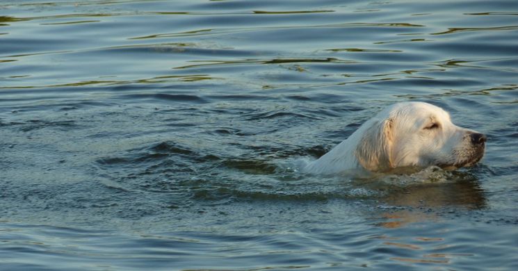 Dog Beach Fest 2026 Keszthely