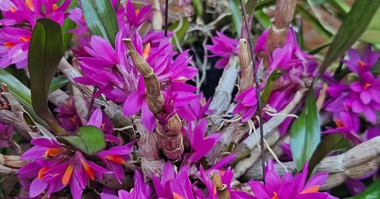 Orchidea és Bromélia Kiállítás 2026 Budapest
