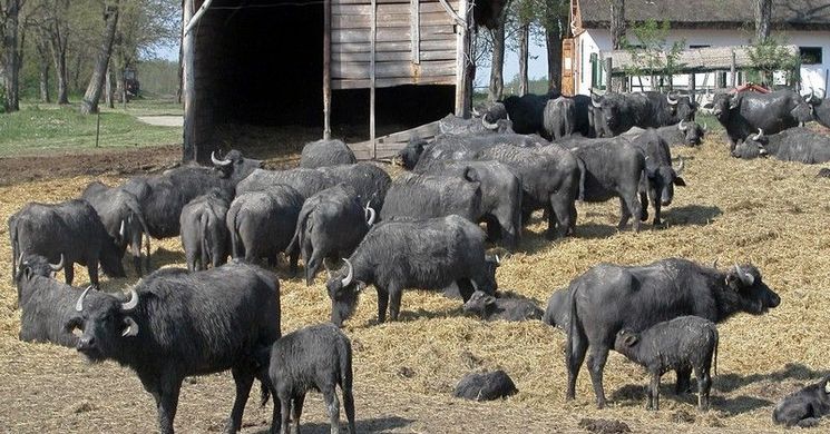 Zalakarosi bivalyrezervátum kirándulás Kápolnapusztára DOTTÓ kisvonattal