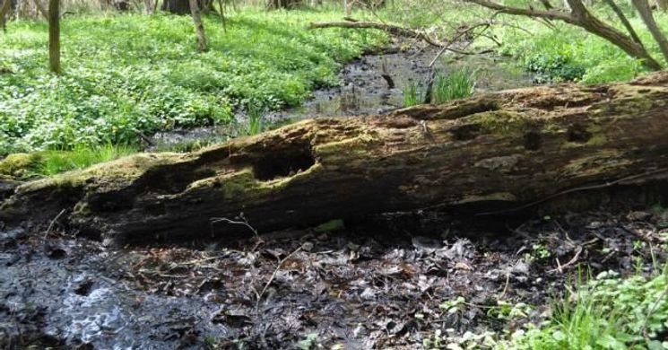 Fekete harkály tanösvény Kaposvár-Töröcske, ökotúra a Zselicben, a Duna-Dráva Nemzeti Park területén