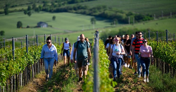 Dűlőtúra Eger 2026 - Kékfrankos és Kadarka bortúra és borkóstoló a Síkhegyen
