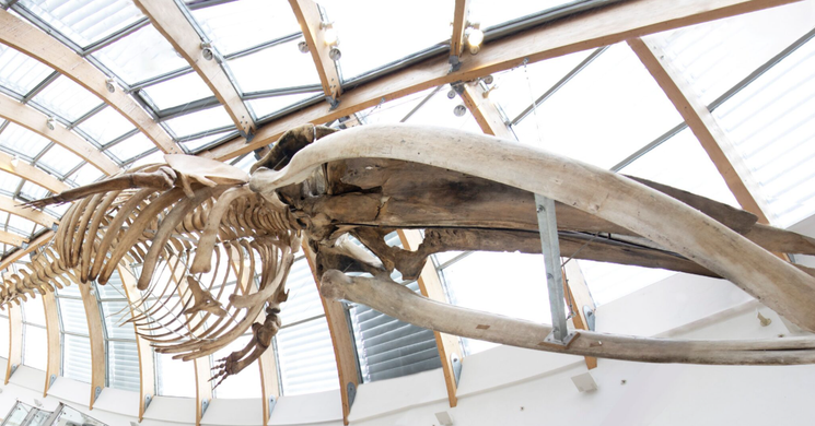 Barázdás bálna csontváza, állandó kiállítás a Magyar Természettudományi Múzeumban