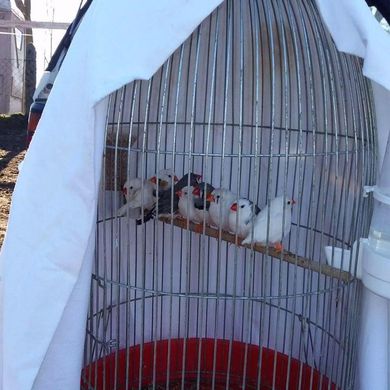 Újfehértó kisállatbörze 2026 – Kisállatvásárok Újfehértón