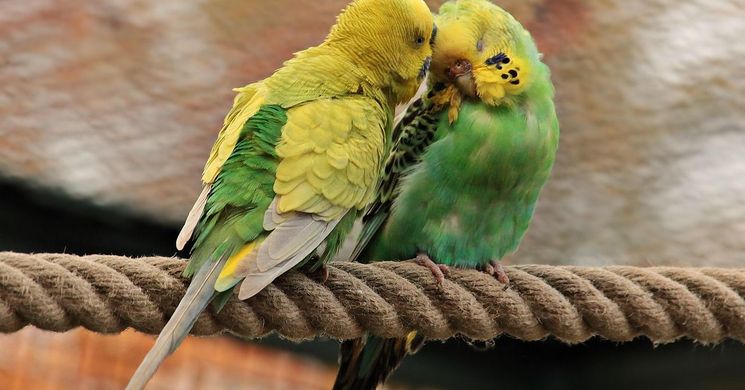 Díszmadár kiállítások 2026 - Események, rendezvények