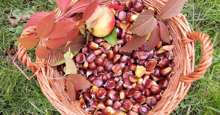 Gesztenyefesztivál Iharosberény 2025