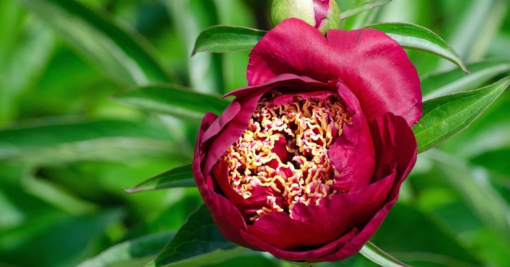 Dusnok pünkösd 2026 - Rác Pünkösd