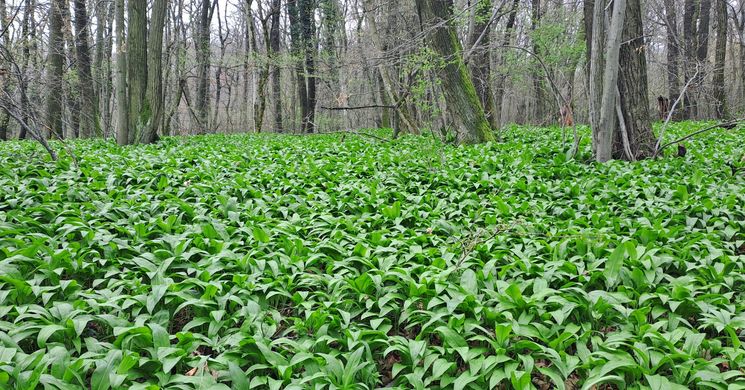 Medvehagyma túra 2026 - Kirándulások, programok