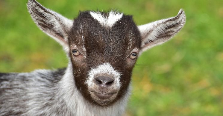 Országos állat- és kirakodóvásár Pécs 2026 - időpontok és vásárinfó