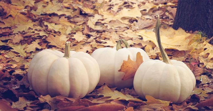 Jánossomorjai Tökfesztivál 2026