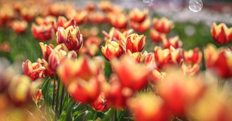 Tulipánvásár Máriakálnok 2026 - Tulipánszüret a Szigetközben