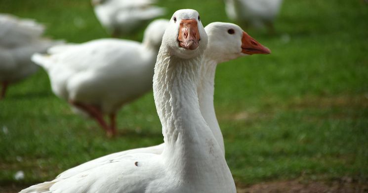 Márton-napi programok. Események, rendezvények